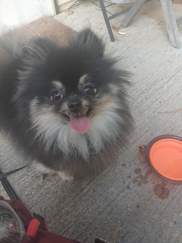 Millie enjoying some water on the porch after a nice rewarding walk.