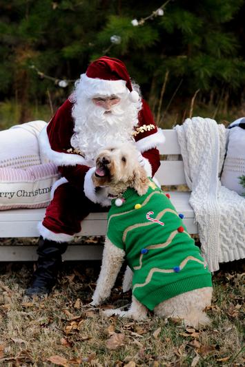 Atlanta Falcons Dog Family Holiday Ugly Sweater - M - Yahoo Shopping