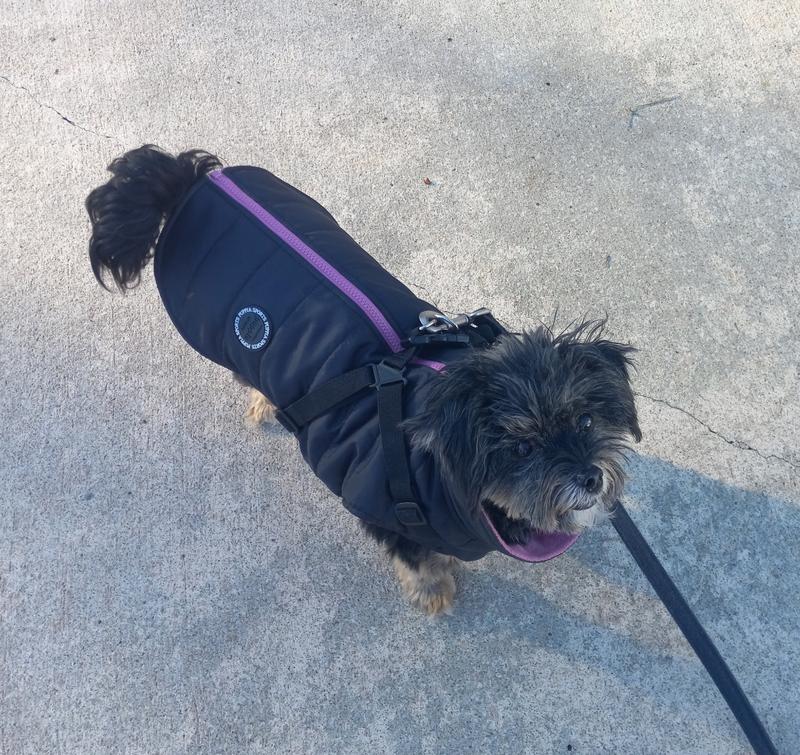 Milo loves his new coat!
