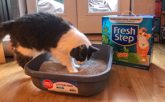 My cat, Max, checking out the new Fresh Step with Gain cat litter.