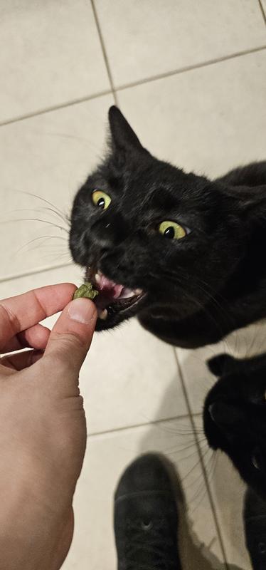 Pretzel enjoying the treat
