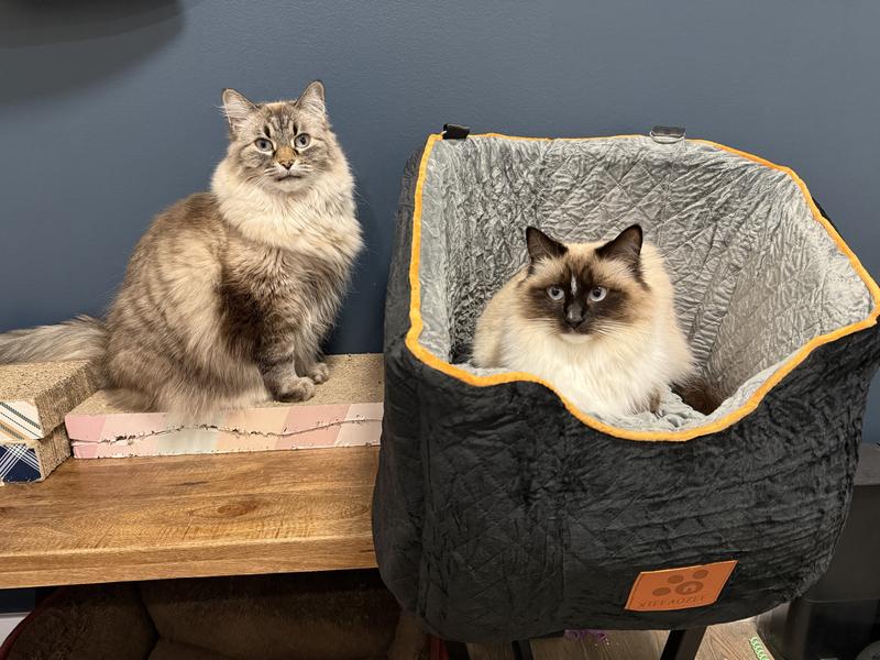 Still puffing up, took a few hours