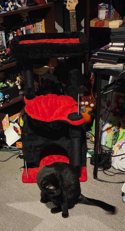 Beebee standing infront of her new cat tree.