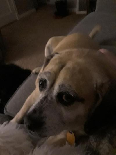 Sad eyes bobo