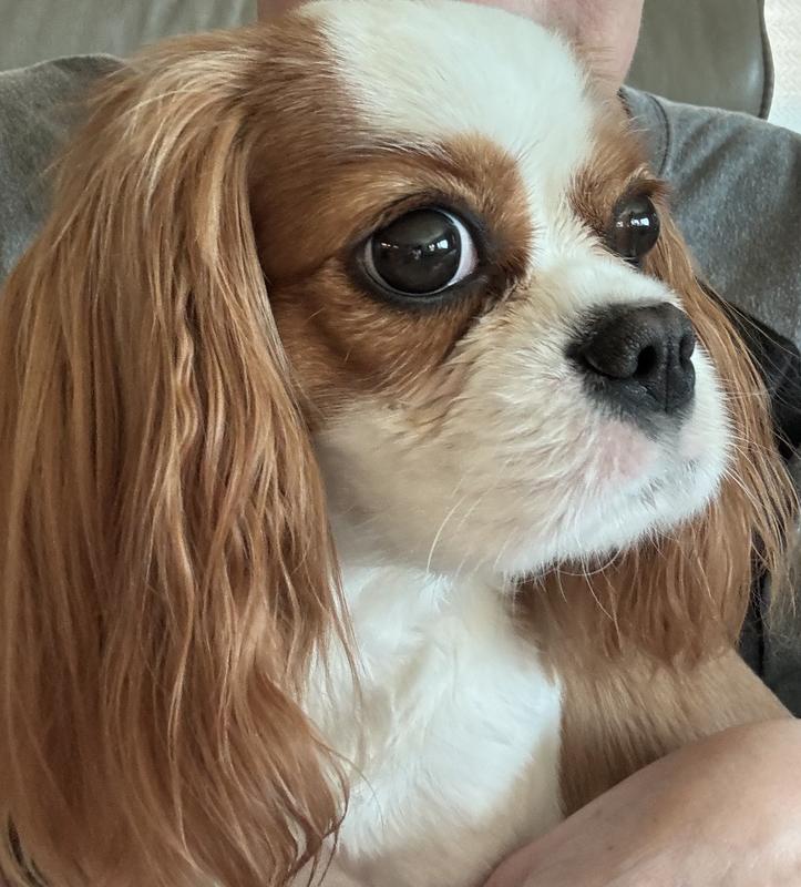 Cavalier King Charles Spaniel Smelly Tear Stains Dogs Tear Stain