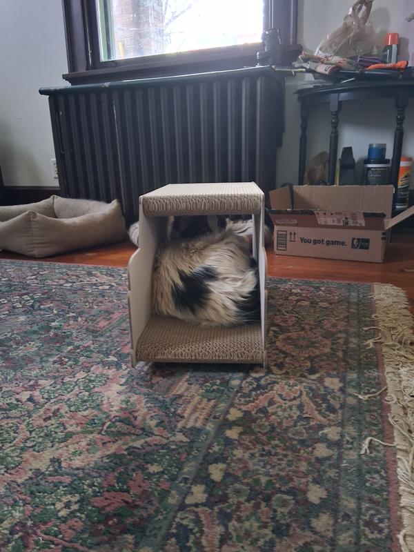 Look what happened while I was reaching for the cat nip