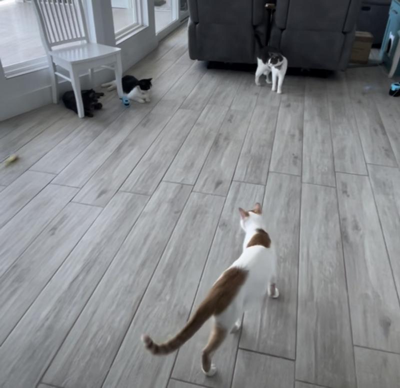 Multiple cats play for hours!!
