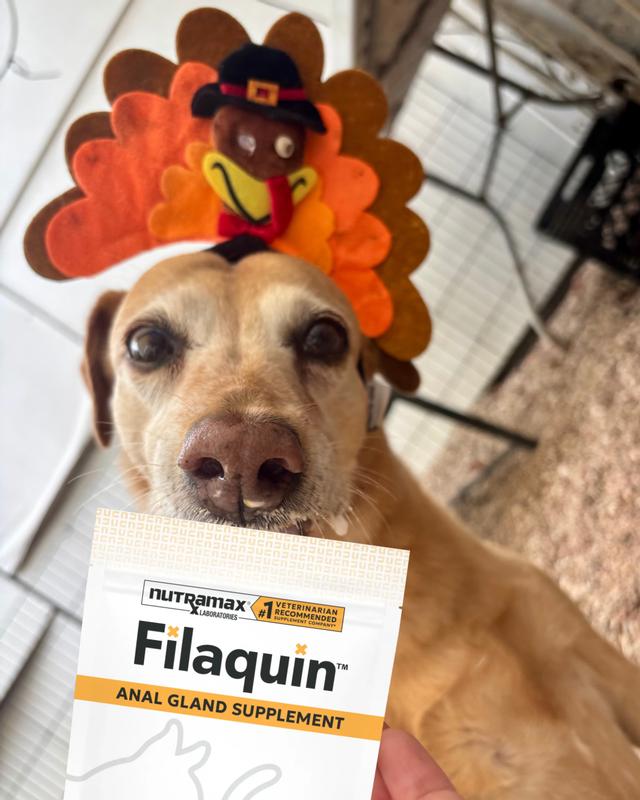 Izzy and Filaquin