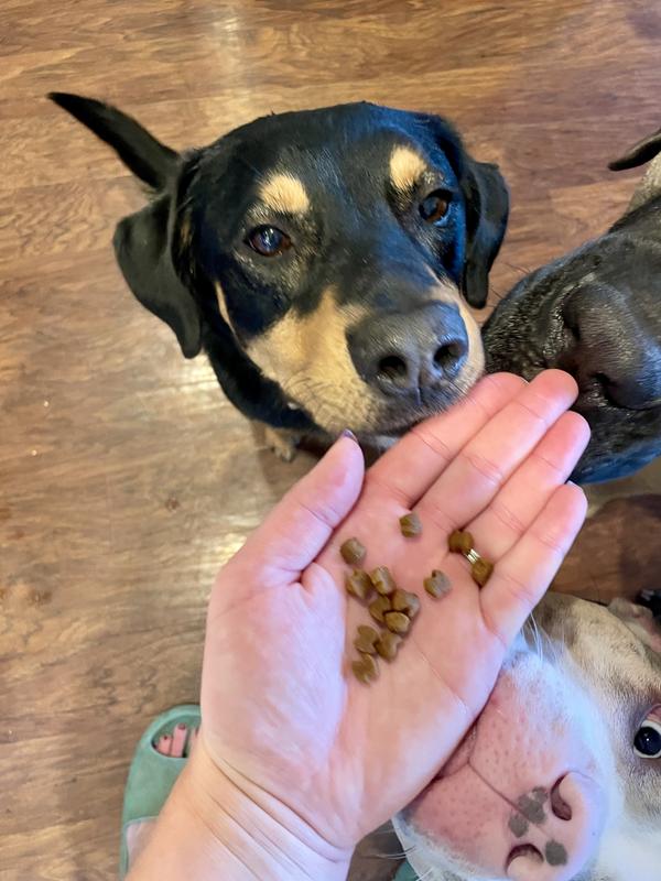 Kibble size compared to 60lb dog