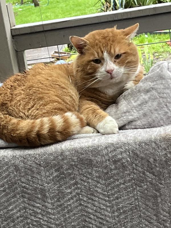 What's for lunch - Garfield