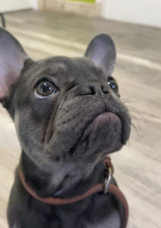 The K9 training Academy West Palm