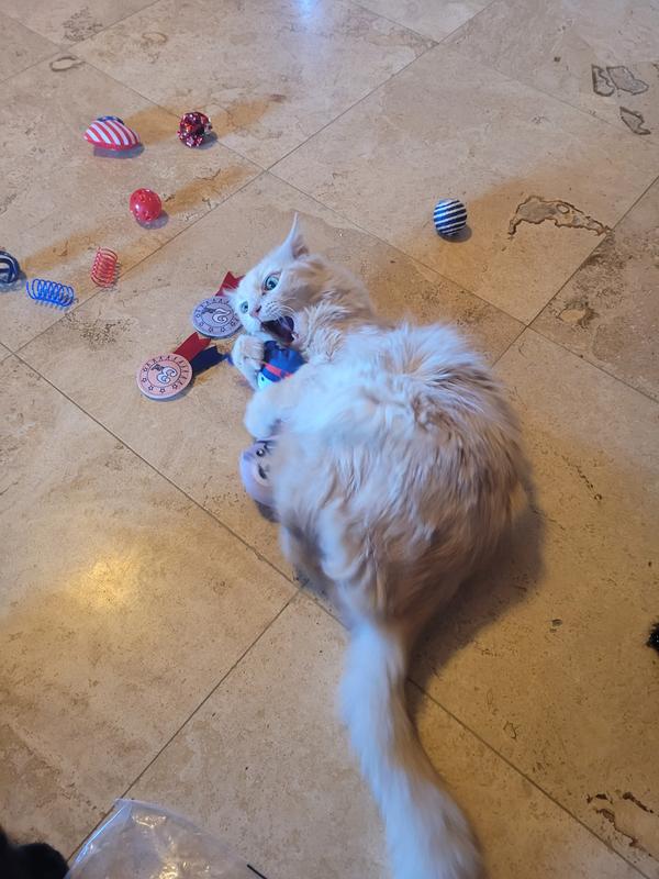 Otis playing like a kitten