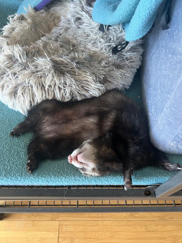 Post dinner rabbit coma!