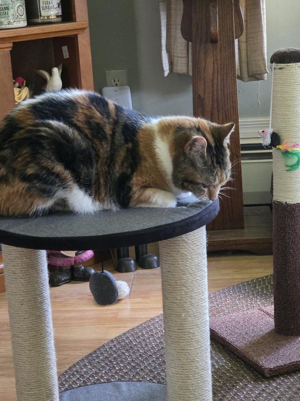 Sophie taking a rest