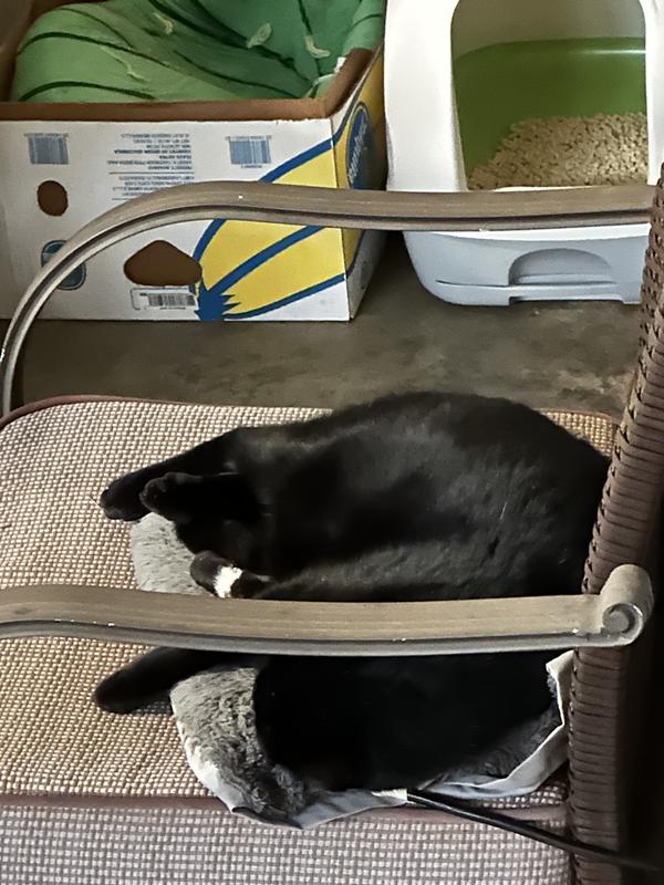 View of tray for pee pad