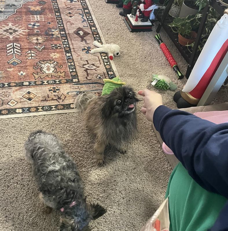 The senior dog actually will sit for these treats!