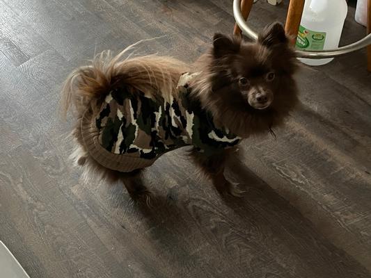 LITTLE BEAR