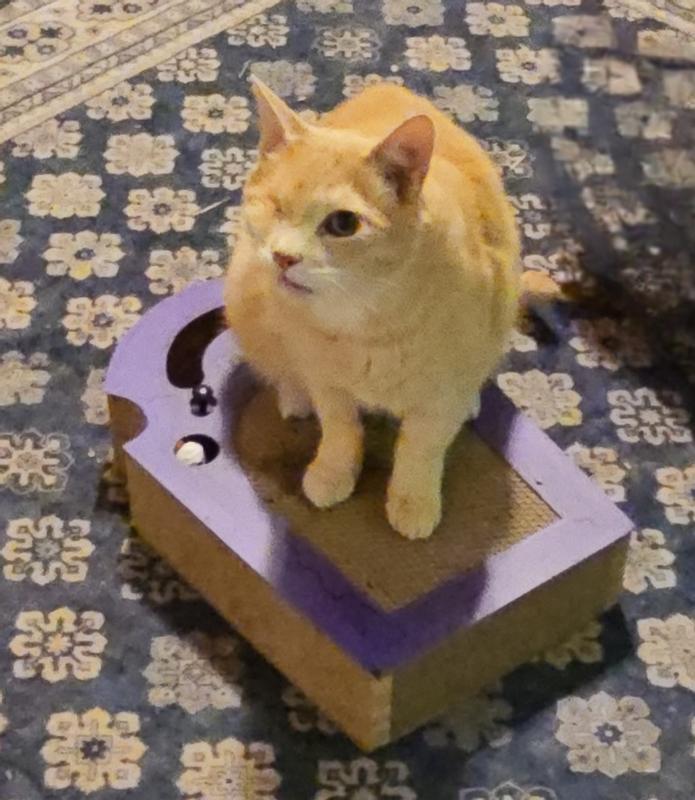 Mr Meow tries to claim it!