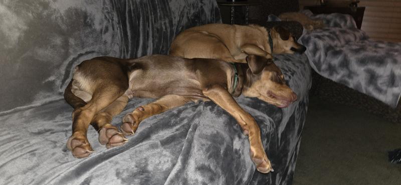 Trazodone (Generic) Tablets