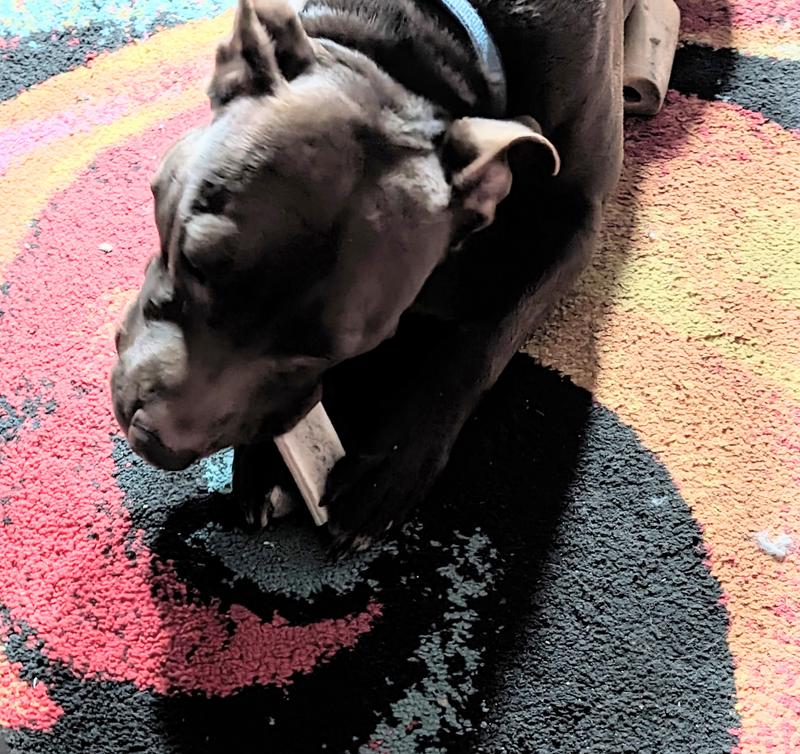 Belmo enjoying his antler