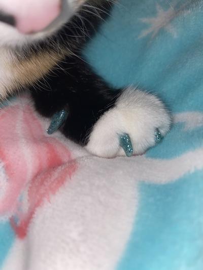Purrdy Paws Soft Nail Caps for Cat Claws - Blue Glitter