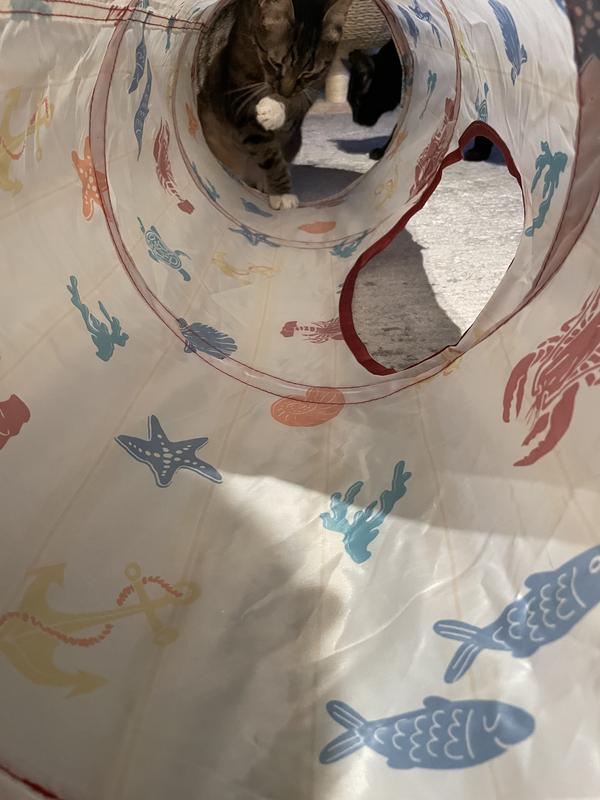 Cats really enjoy this tunnel