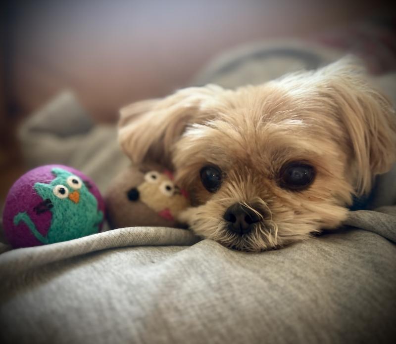 Bella cuddling with Bear's toys when she caught him slippin'
