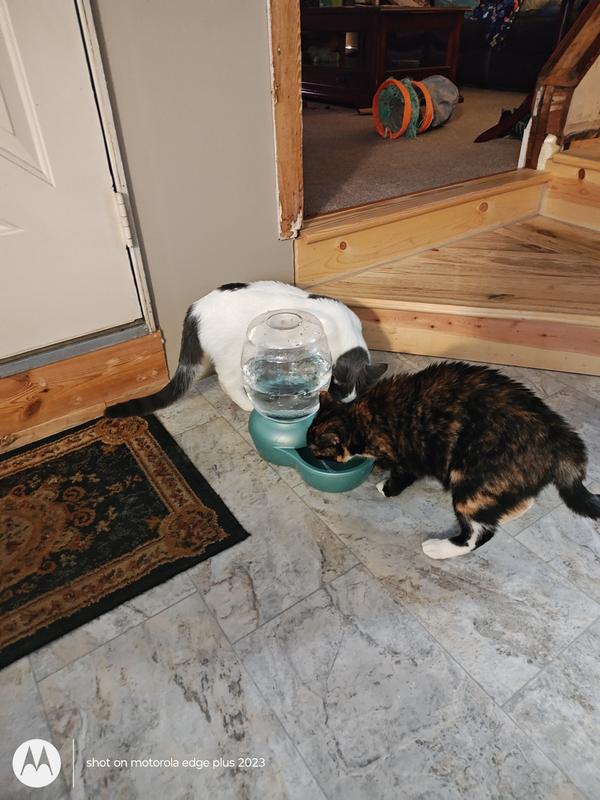 Checking out the bubbles.They both got a drink after the lower dish filled up