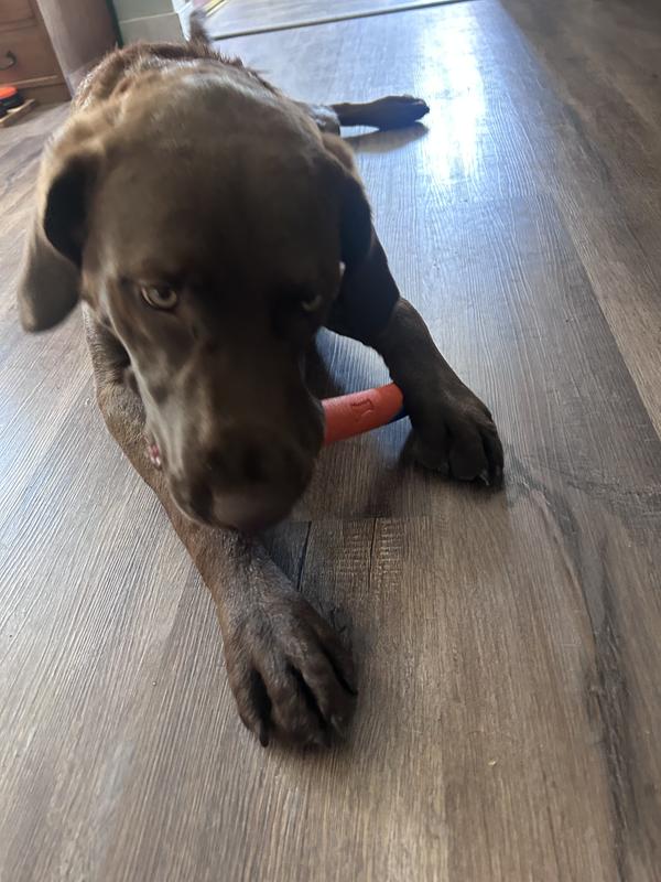 Happy Pup!