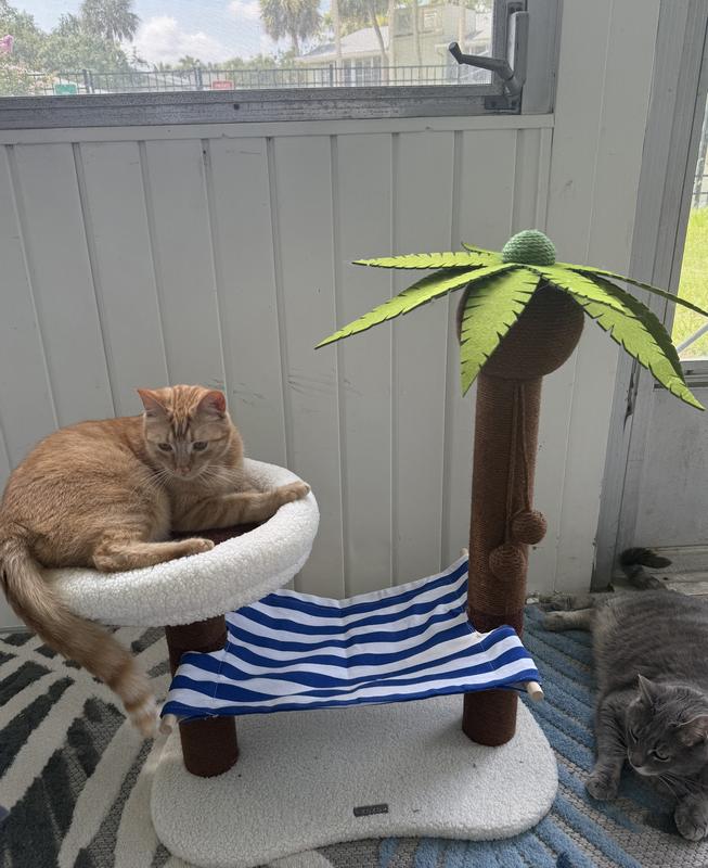 Florida cat loves it