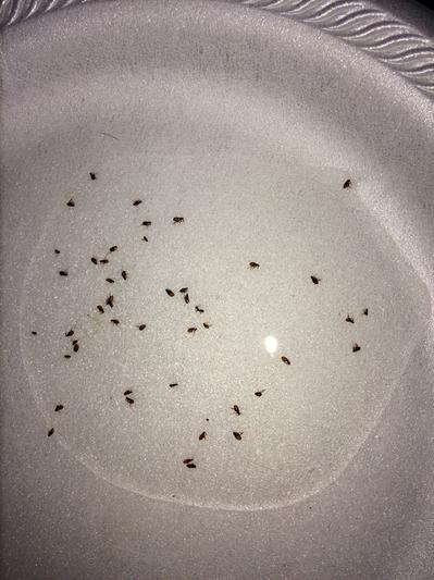 These are just some of the fleas I picked off