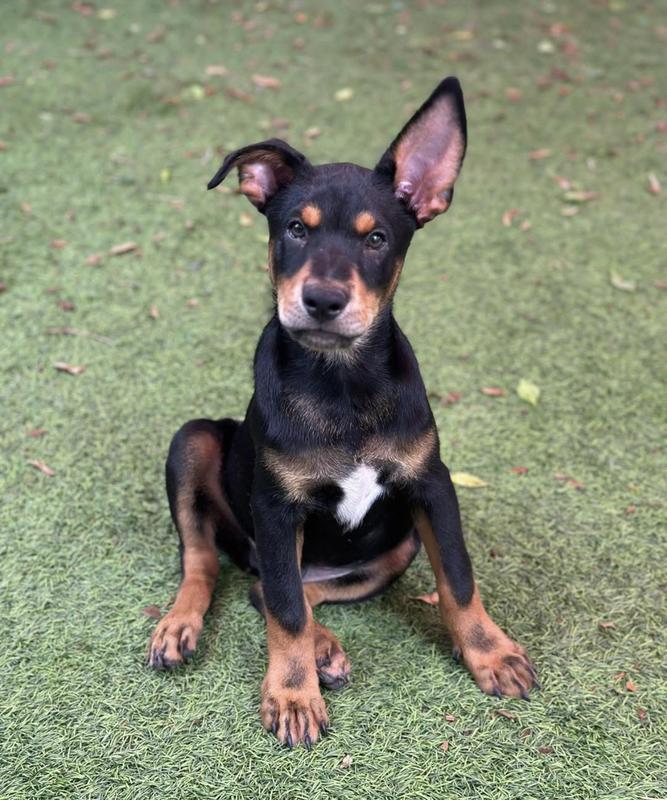 Tuffy’s Scorpion Eater