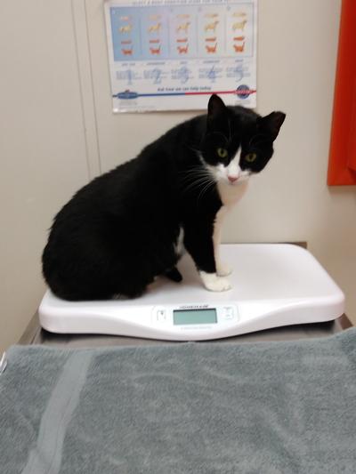 At the vet