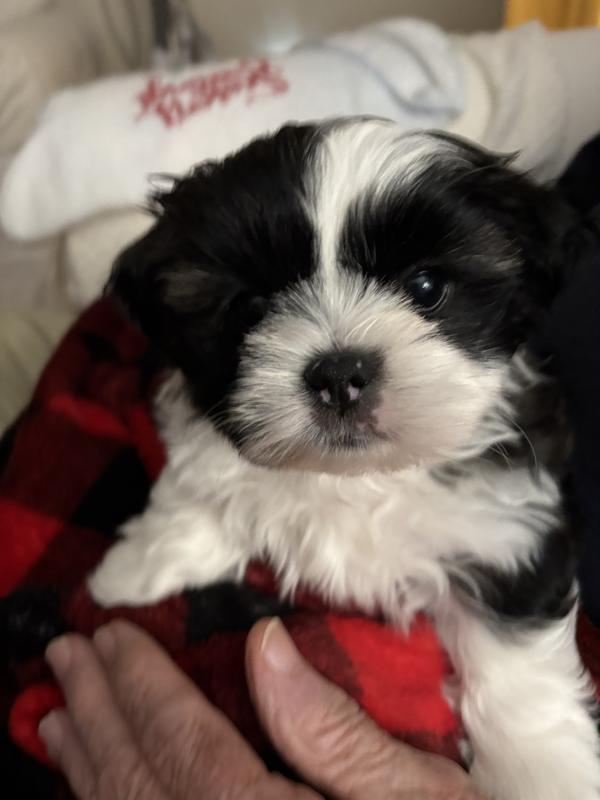 Nicholas at 7 months