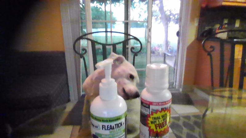 Flees and Allergy BE GONE!!!