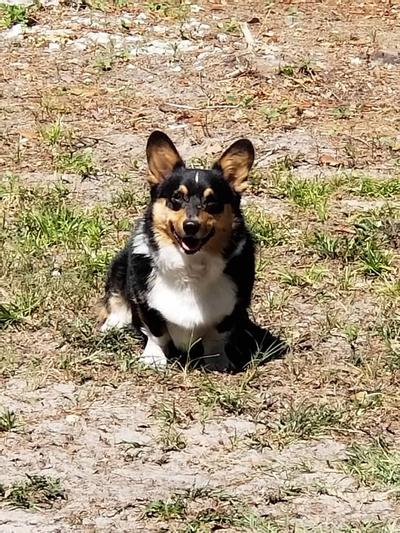 I sit pretty for my Proplan!