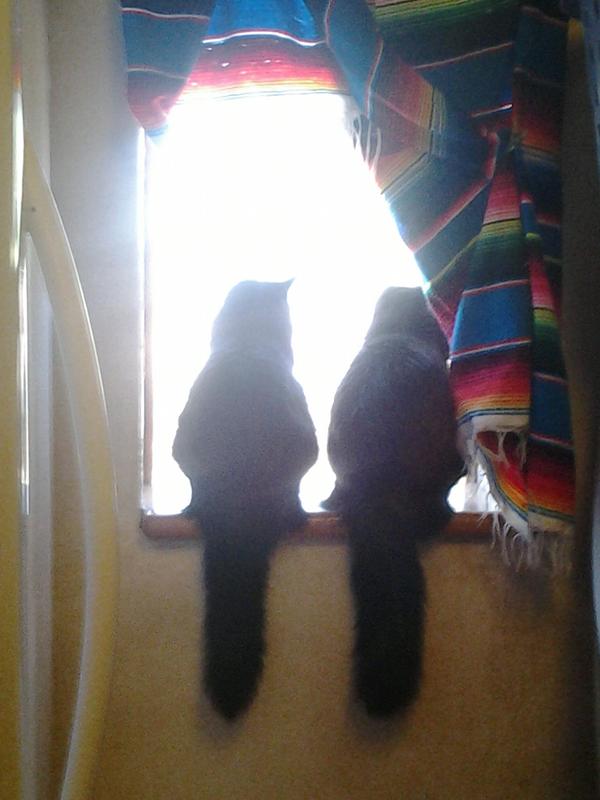 Venus and Serena enjoying their morning bird watching - with clear eyes!