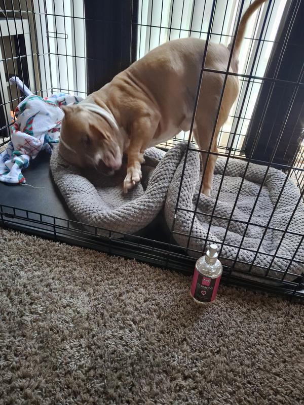 Zeus knowing he's about to smell yummy