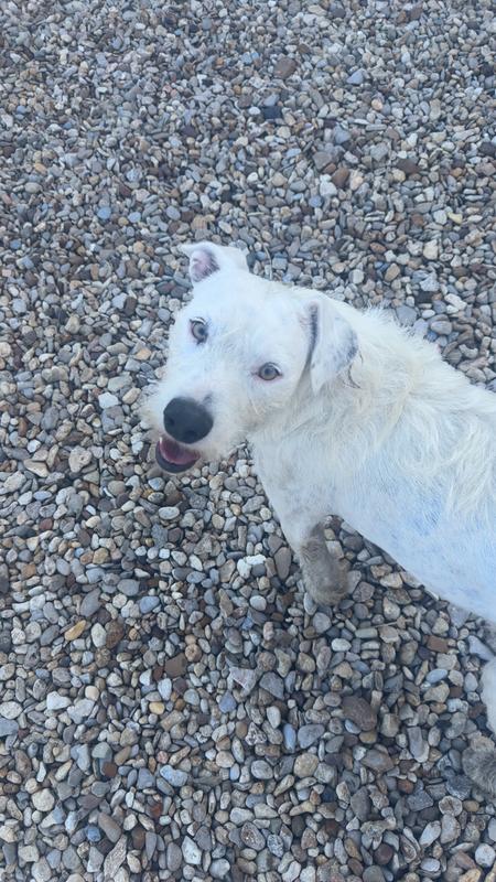 Snowball, she is 2 years old.