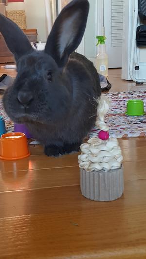 LOVES everything from Chewy