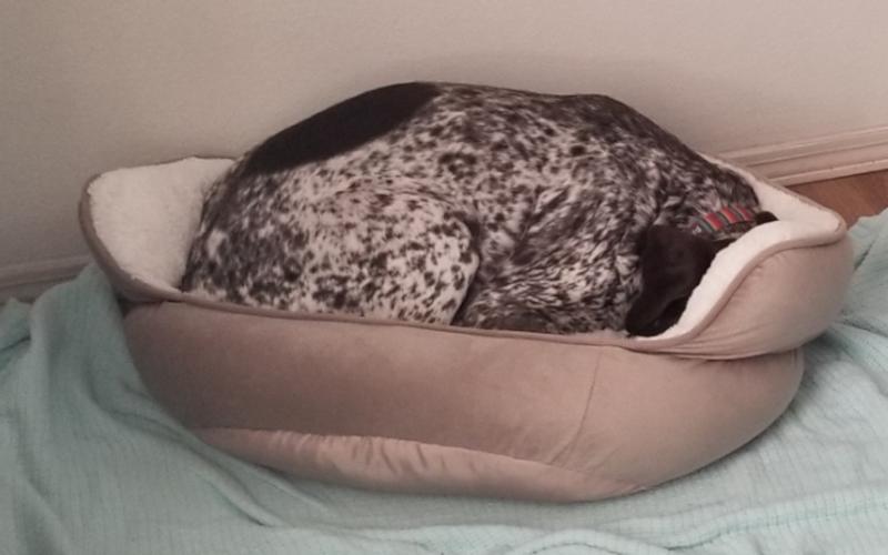 Big dog. Little bed.