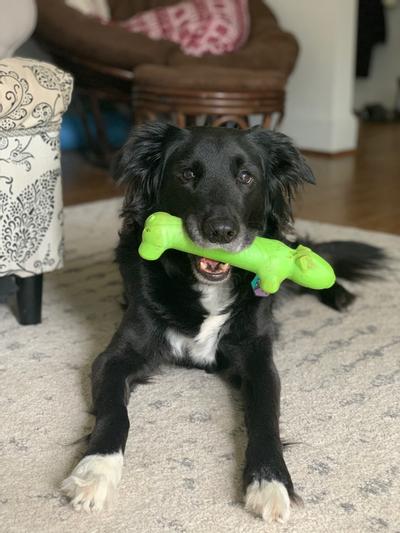 JW PET Megalast "Long Dog" Dog Toy, Color Varies, Large - Chewy.com