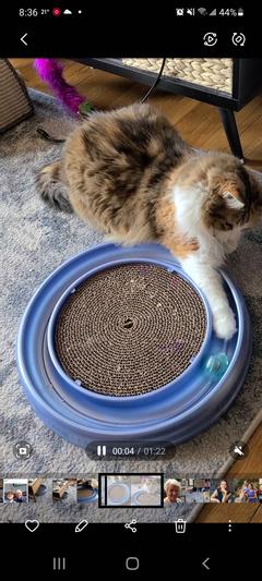 Bergan Star Chaser Turbo Scratcher Cat Toy, Color Varies