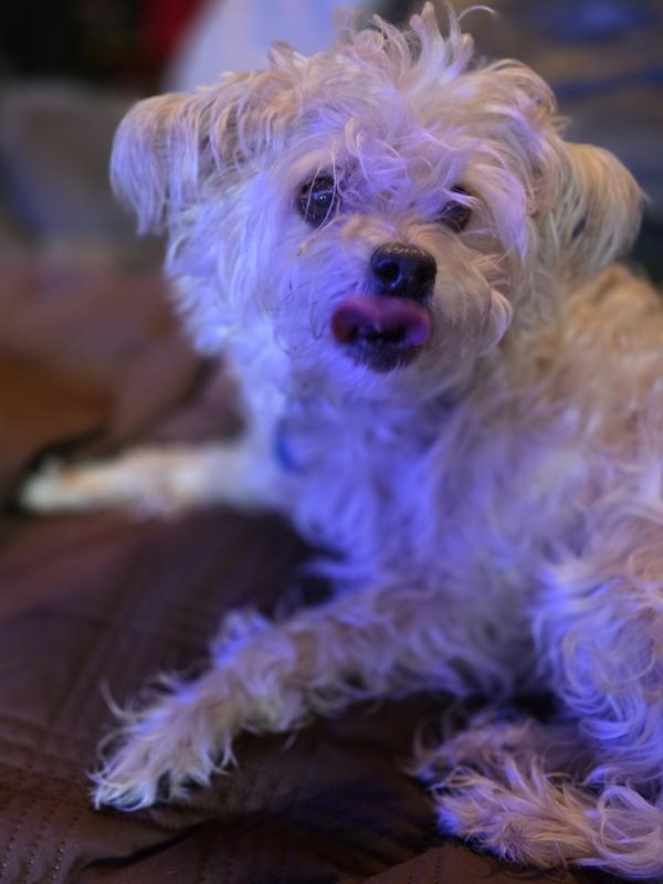 They love the taste and it is SO helpful to their gut biome and joint mobility!