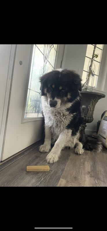 Skunk, the picky eater of the dogs, not a fan