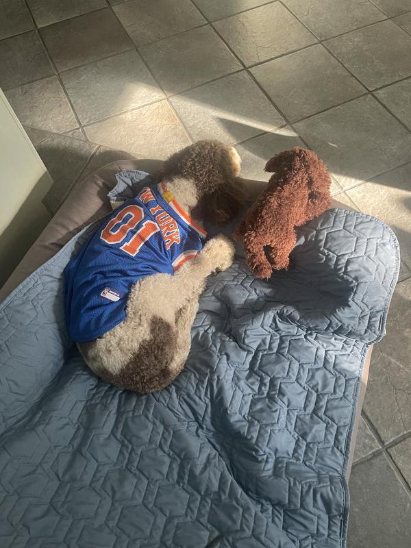 New York Knick fan