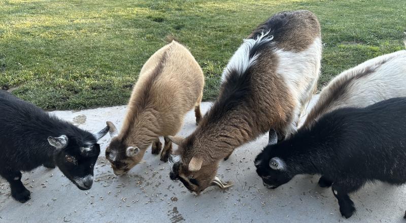 Easy, Tasty And Nutritious!