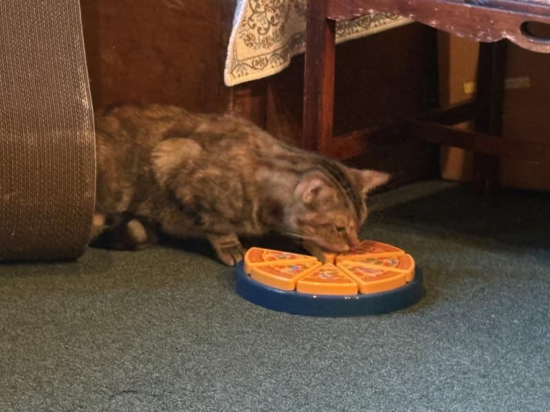 QUIRKY KITTY Pizza Puzzle Interactive Cat Toy - Chewy.com