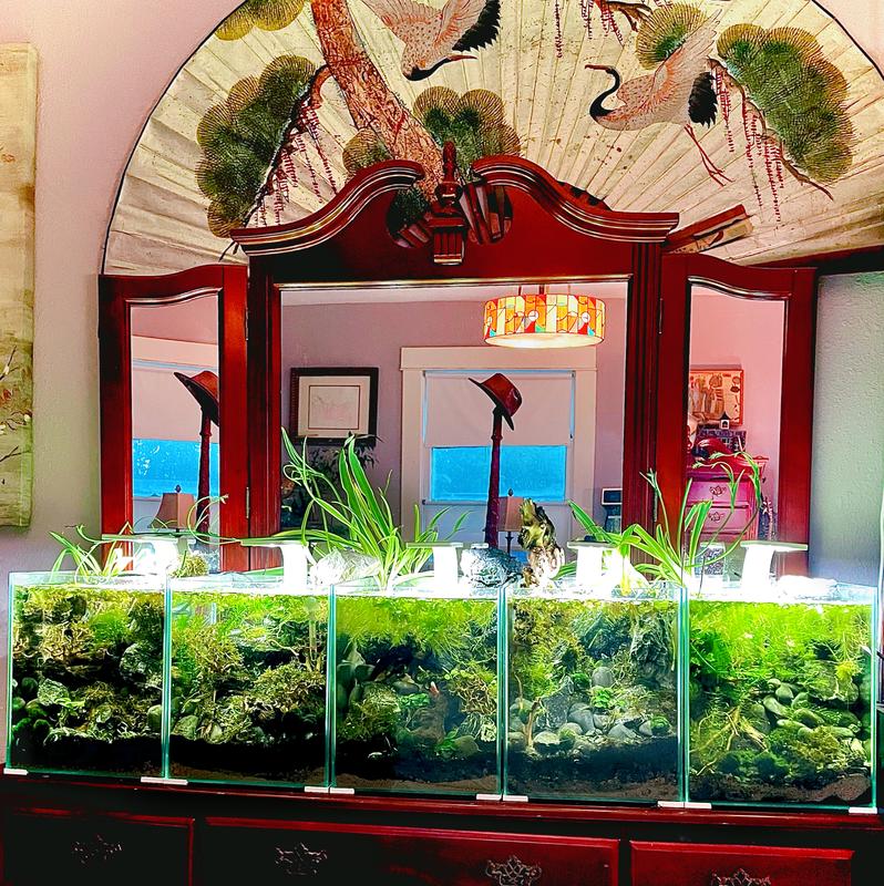 I got one… then four more!