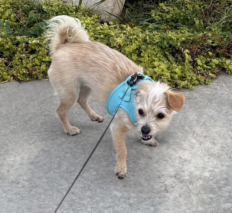 “C’mom Mom, I wanna walk!"